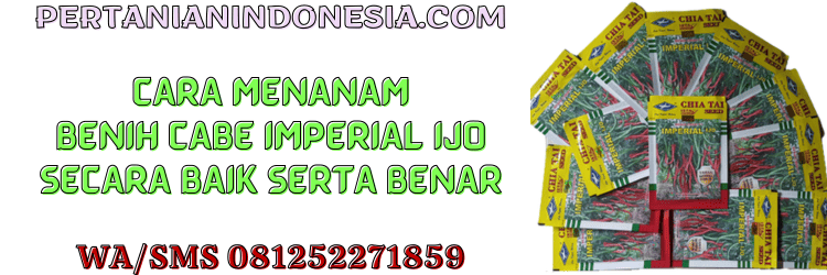 cara menanam,budidaya,cabe rawit,cabai rawit,imperial ijo f1,chia tai seed,pertanian indonesia